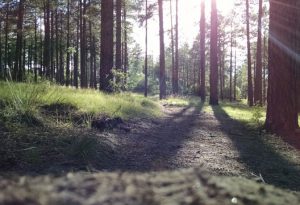 Our courses - photo of woodland