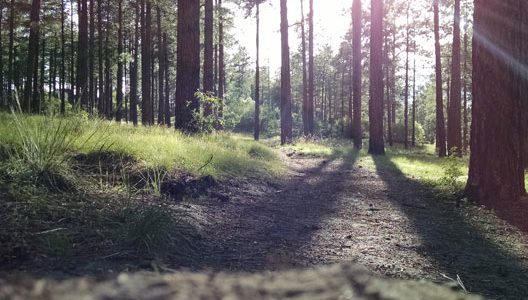 Our courses - photo of woodland